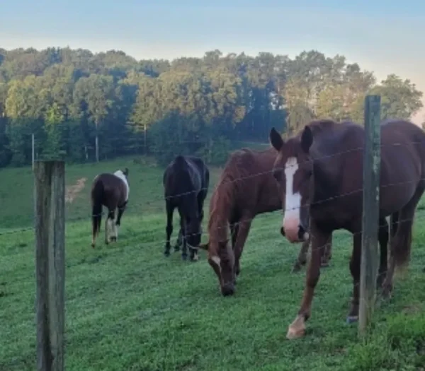 Horseback Riding ( Per Hour)